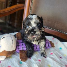 Hermes - Black gold and white male Shihpoo puppy in Delphos, Ohio from Route 66 Puppies
