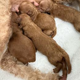 Gigi - Red  female Poodle puppy in Auburn, Georgia from Southern Poodles
