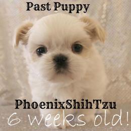 Shih Tzu Puppies from Phoenix Shih Tzu