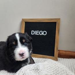Diego - Black tri-color male Australian Shepherd puppy in Lititz, Pennsylvania from Skyview Aussies