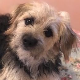 Companion Crosses from Gigi's Terriers