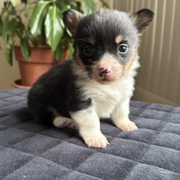Sweetie - Black and tan female Pembroke Welsh Corgi puppy in Lake City, Minnesota from Lake Pepin Corgi's