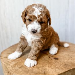 Yosemite - Apricot male Aussiedoodle puppy in Arlington, Washington from Doodle Love Laugh