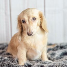 Luci - Dachshund