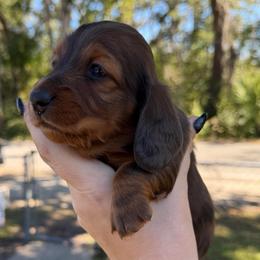 Roman - Red male Dachshund puppy in Tampa, Florida from EntityDachs