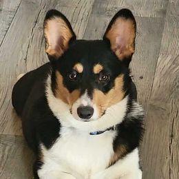 Bridgette - Pembroke Welsh Corgi