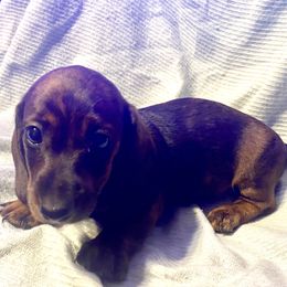 Harry - Brindle male Dachshund puppy in Pennsville, New Jersey from Bay Acres Dachshunds