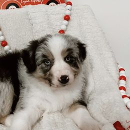 Blizzard (AKA Xylo) - Blue merle Australian Shepherd puppy in Ashland, Wisconsin from Ahava's Australian Shepherds