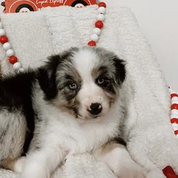 Blizzard (AKA Xylo) - Blue merle Australian Shepherd puppy in Ashland, Wisconsin from Ahava's Australian Shepherds
