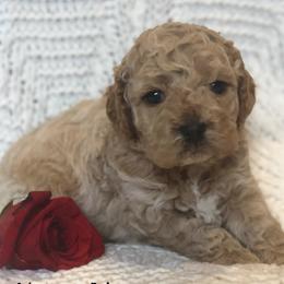 Cockapoo Puppies from Maple’s Cockapoo Puppies