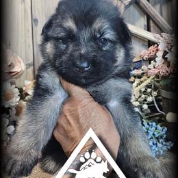 Dusty - Black and tan male German Shepherd puppy in Sequim, Washington from German Shepherd Haus