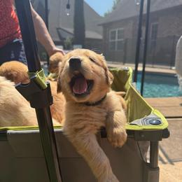 Black Collar - Golden male Golden Retriever puppy in Tulsa, Oklahoma from Triple J Goldens, LLC