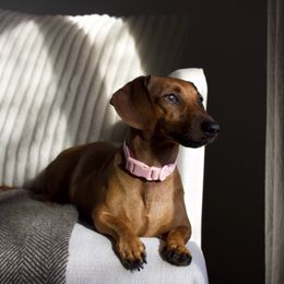 Penny - Dachshund