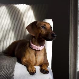 Penny - Dachshund