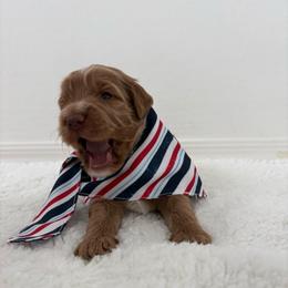 Green collar - Apricot male Goldendoodle puppy in Surprise, Arizona from AZ Ohana Doodles