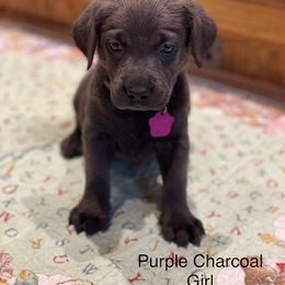 Basset Hound and Labrador Retriever Puppies from Porter Kennels