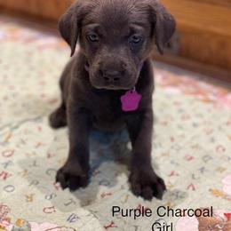 Basset Hound and Labrador Retriever Puppies from Porter Kennels