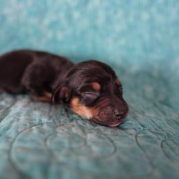 Boy 1 - Black and tan male Dachshund puppy in Quemado, New Mexico from TNT Dachshunds