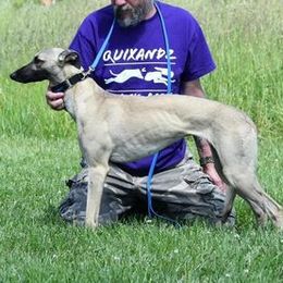 Whippets from QuiXandz