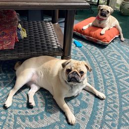 Pug Puppies from House of Briggs Pugs