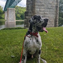 Dallas - Great Dane