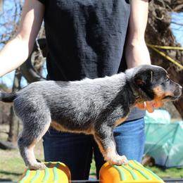 Tracker - Light Blue - Blue male Australian Cattle Dog puppy in Colbert, Oklahoma from LoveAHeeler
