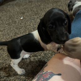 Dachshund Puppies from 307 doxies