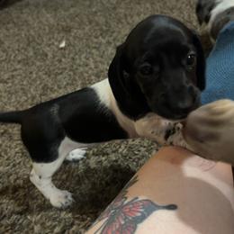 Dachshund Puppies from 307 doxies