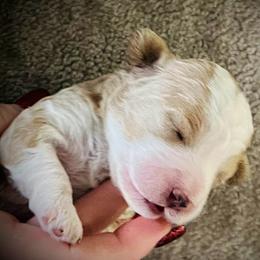Blitzen - Red male Cavapoo puppy in Bradenton, Florida from Christianna’s Mini Goldendoodles