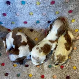 Landry - Blenheim male Cavalier King Charles Spaniel puppy in Paulden, Arizona from Nine Mile Cavaliers