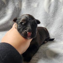 German Shepherd Puppies from Von WestLynn German Shepherds