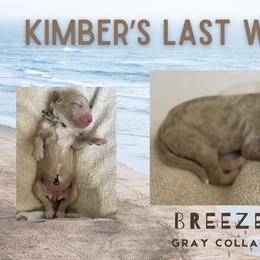 Breeze - Cream female Goldendoodle puppy in Inez, Texas from Heavenly H Doodles