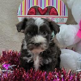 Chocolate Blaze Boy - Chocolate male Havanese puppy in Vinita, Oklahoma from Locust Creek Shih Tzu & Havanese