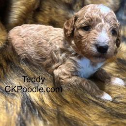 Teddy - Cream male Poodle puppy in Lance Creek, Wyoming from CK Poodles LLC