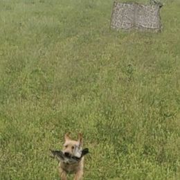 Labrador Retriever Puppies from Sycamore Kennels