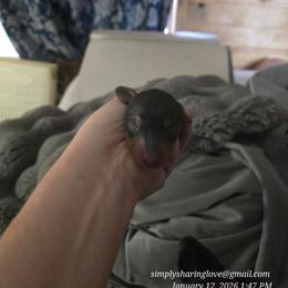 Calligraphy - Black and tan female Dachshund puppy in Willard, Utah from Simply Sharing Love