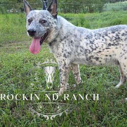 Ezra - Australian Cattle Dog