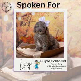 Purple Collar - Lucy - Chocolate merle female Bernedoodle puppy in Lexington, North Carolina from Deborah’s Doodles