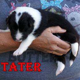 TATER - Black and white male Shetland Sheepdog puppy in Frazeysburg, Ohio from Mountain High Kennels