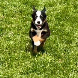 Toto - Tri-color male Australian Koolie puppy in West Richland, Washington from KittyHawkKoolies