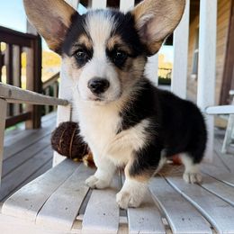 Penny - Black and tan female Pembroke Welsh Corgi puppy in El Dorado Springs, Missouri from Trixie Dixie