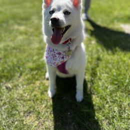 Chihuahua and Pomsky All Grown Up from Roark Pack Chihuahua's & Pomsky's