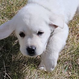 Labrador Retrievers from Straight Shot Labradors