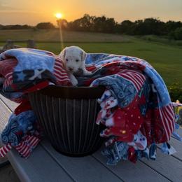 Abraham Lincoln - Parti male Goldendoodle puppy in Spring Hill, Kansas from Sunflower Doodles