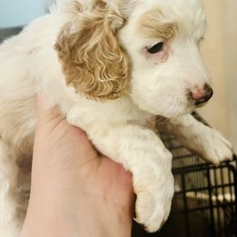 Cockapoo Puppies from Southern Belle Cockapoos
