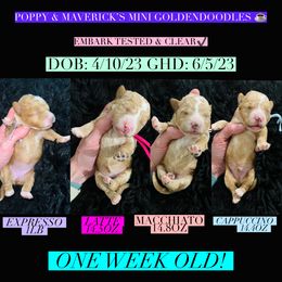 Aussiedoodle and Goldendoodle Puppies from Hot Springs Kennels