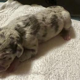 Caprica - Merle female Great Dane puppy in Marlow, New Hampshire from Fox Hill Danes