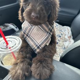 Labradoodle Puppies from Raising Doodles