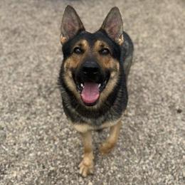 Apollo - Sable male German Shepherd puppy in Augusta, West Virginia from Cricket Hollow Canines