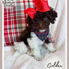 Golden - Chocolate female Double Doodle puppy in Eagle Mountain, Utah from Lake Mountain Doodle
